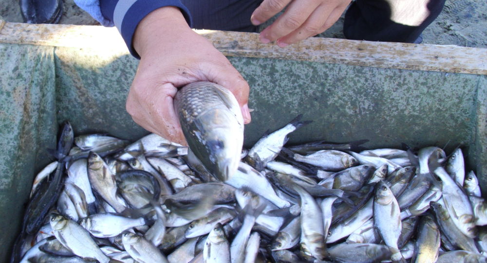 ����: ru.sputniknews.kz