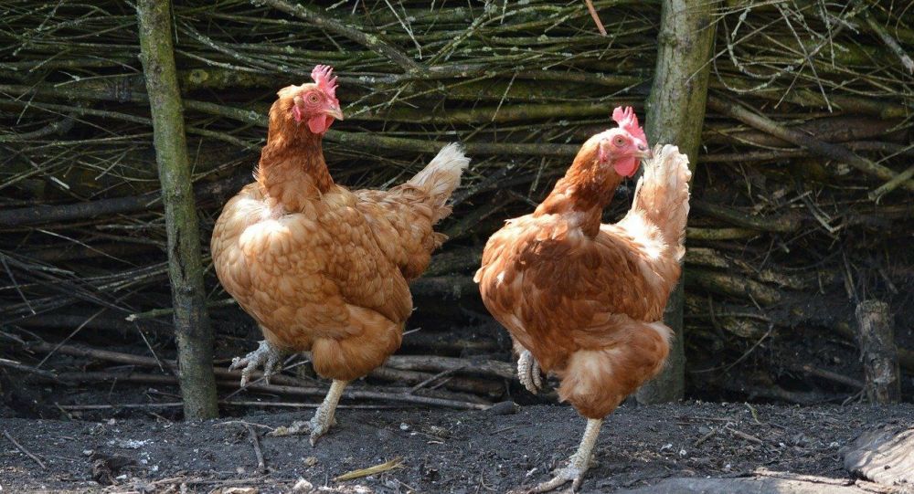 ����: ru.sputniknews.kz