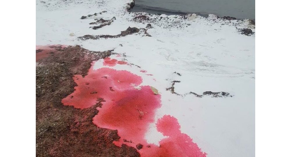 ����: ru.sputniknews.kz