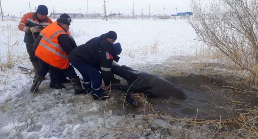 ����: ru.sputniknews.kz