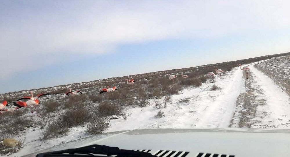 ����: ru.sputniknews.kz