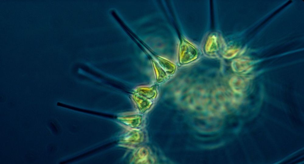 ����: ru.sputniknews.kz