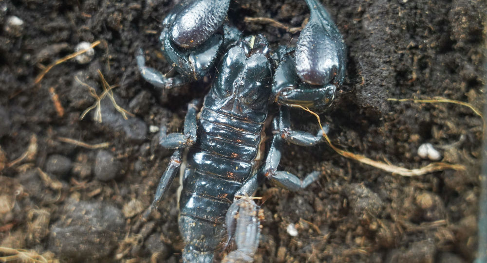 ����: ru.sputniknews.kz