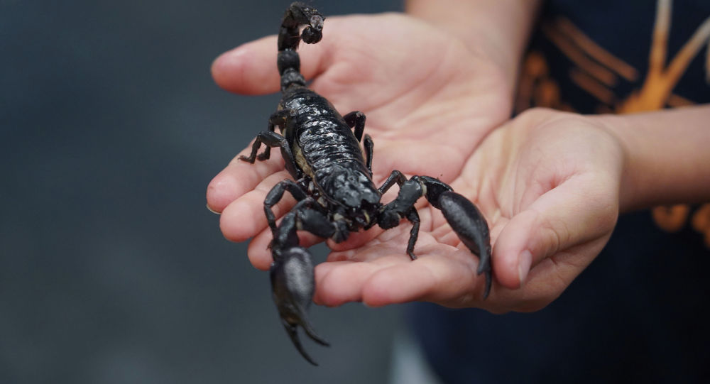 ����: ru.sputniknews.kz