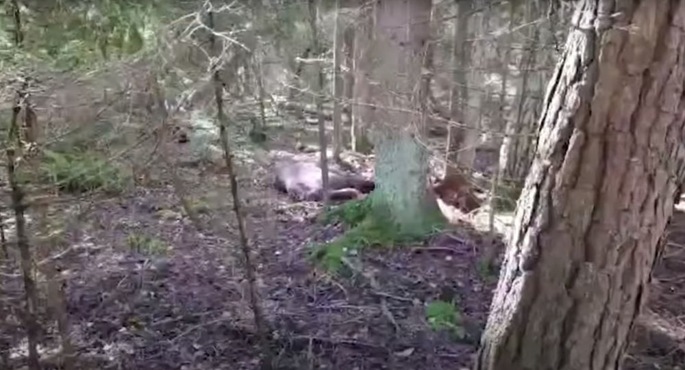  �����-������ �������� ������ ����������-��������� ������� ����� 