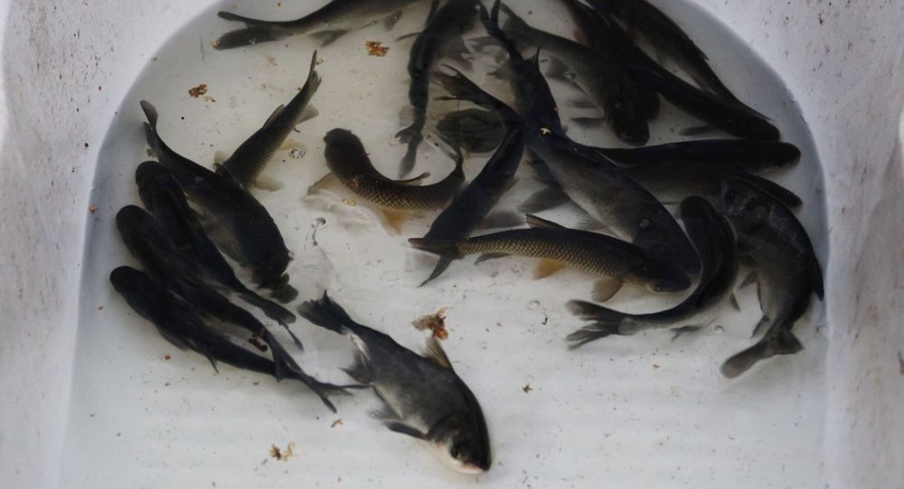 ����: ru.sputniknews.kz