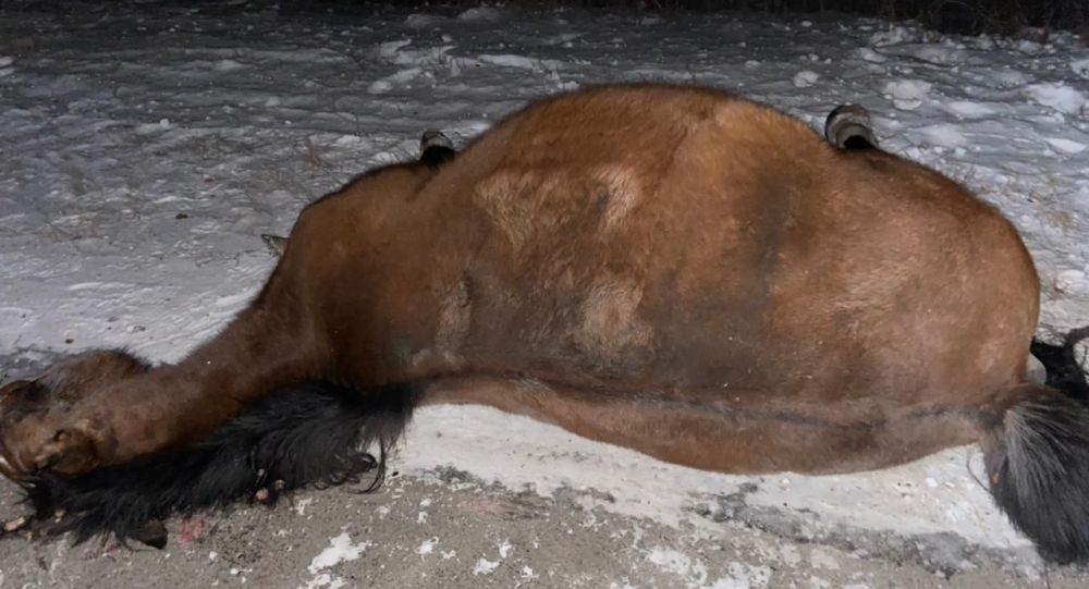 ����: ru.sputniknews.kz