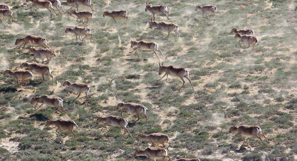 ����: ru.sputniknews.kz