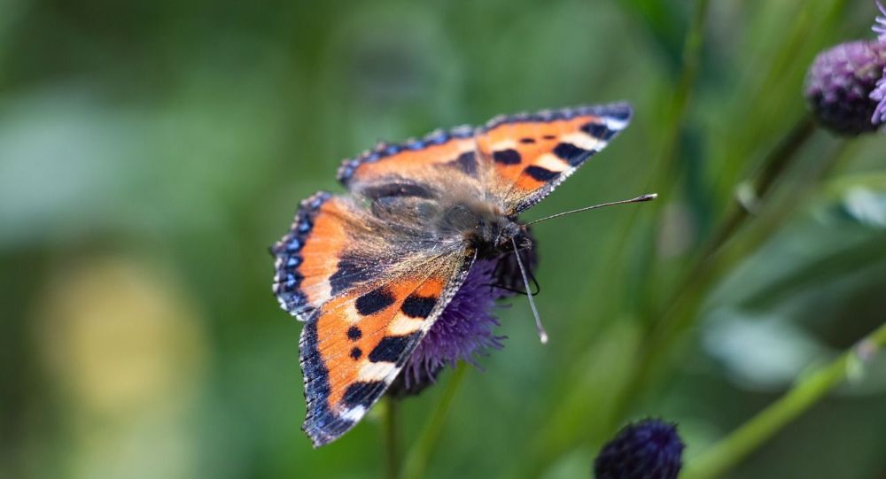 Фото: ru.sputniknews.kz