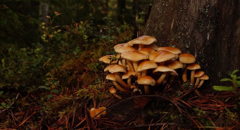 Фото: ru.sputniknews.kz