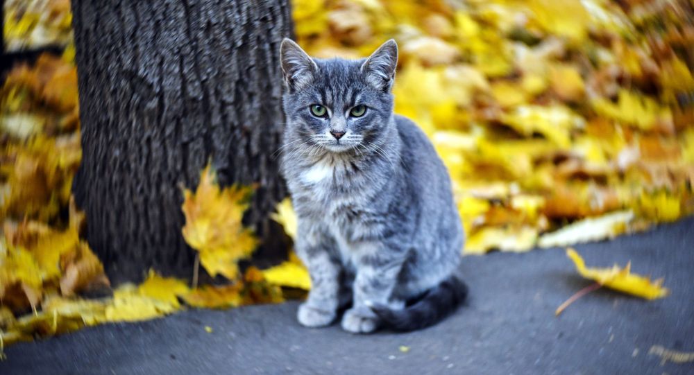 ����: ru.sputniknews.kz