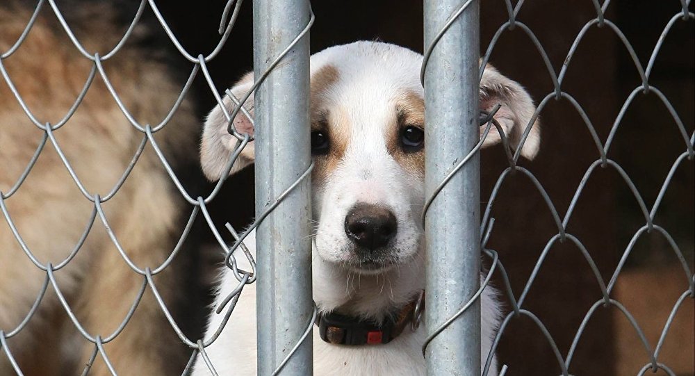 ����: ru.sputniknews.kz