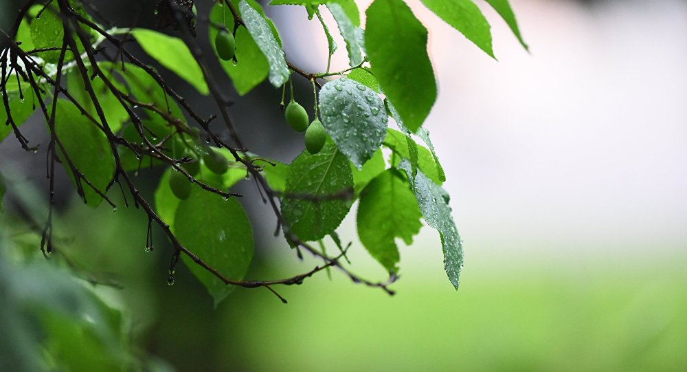 ����: ru.sputniknews.kz