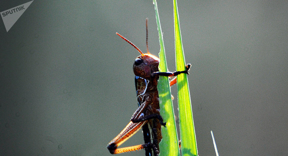 ����: ru.sputniknews.kz