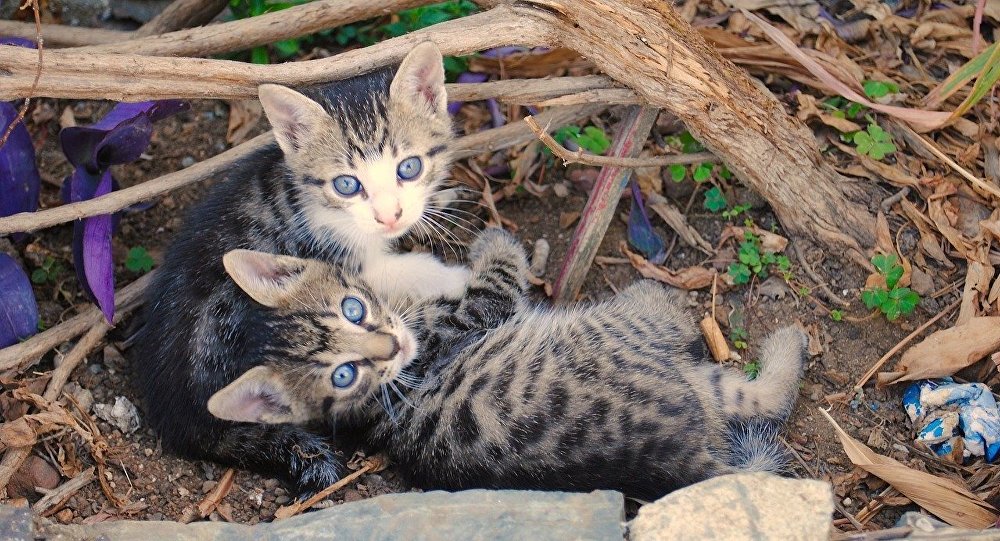 ����: ru.sputniknews.kz