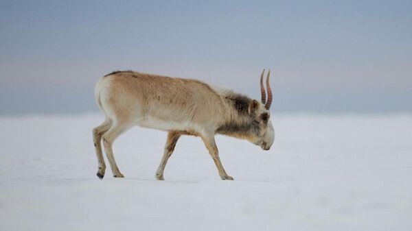 ����: ru.sputniknews.kz