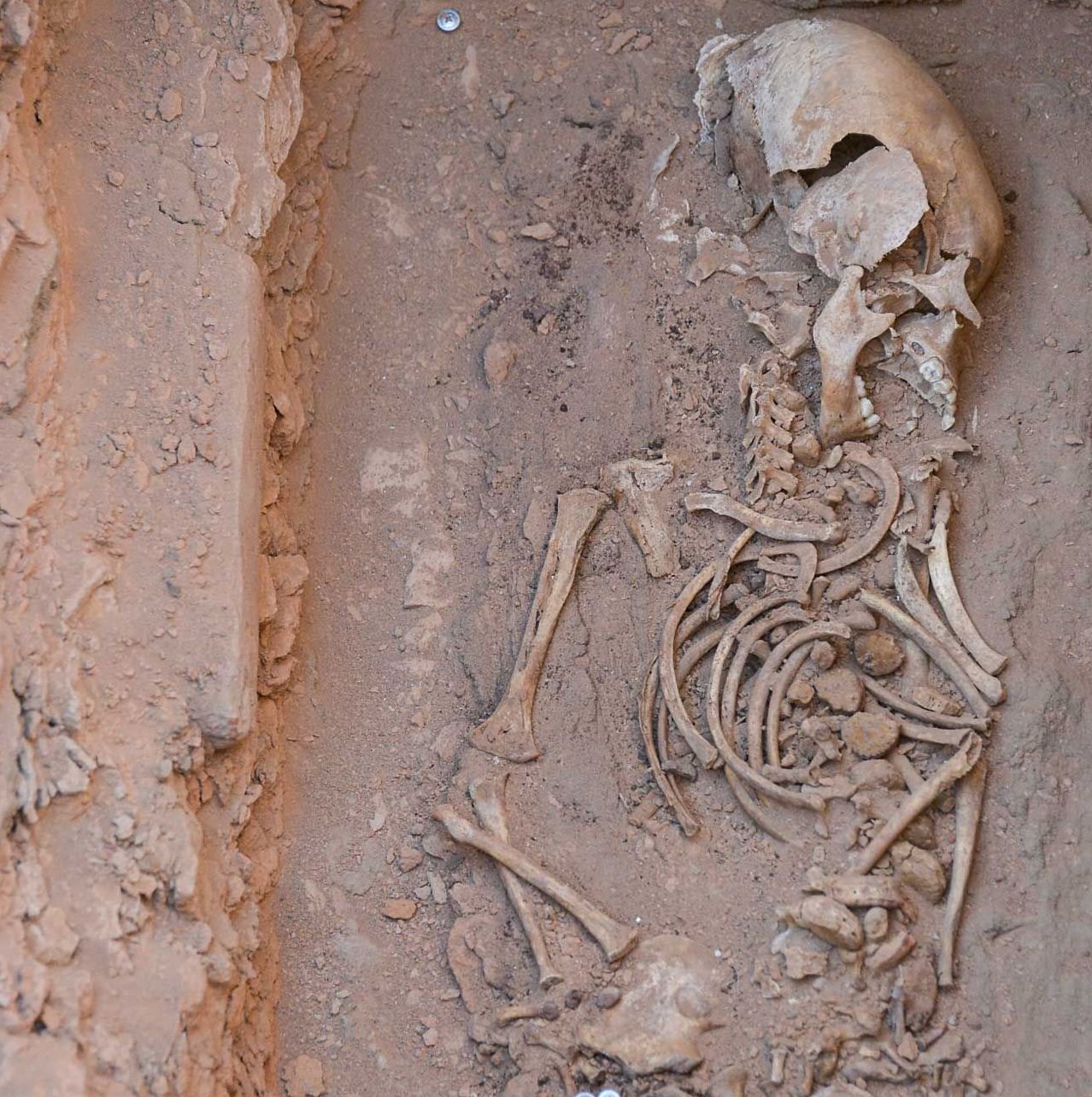 Останки, найденные в археологическом памятнике Кызылоба