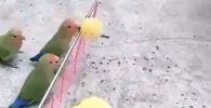 Попугаи играют в волейбол 