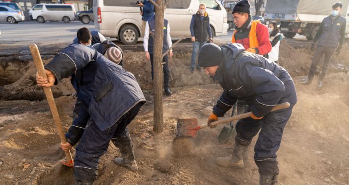 Акция по посадке деревьев взамен вырубленных у известного магазина электроники