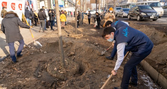 Акция по посадке деревьев взамен вырубленных у известного магазина электроники