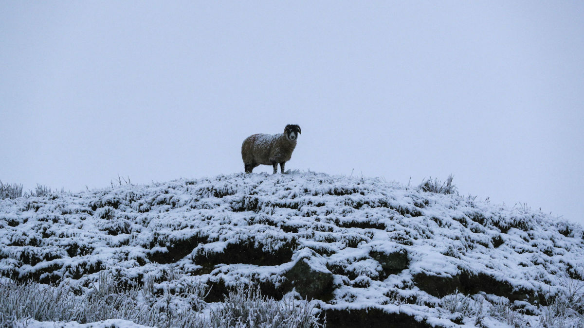 Замерзшая овца. Овцы на холмах. Замерзли в степи. Воздух застыл степь приняла унылый вид