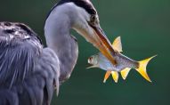 Цапля поймала рыбу