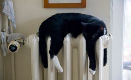 Кот греется на батарее 