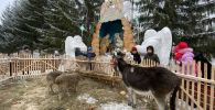 Рождественский вертеп с живыми животными установили в храме Петропавловска