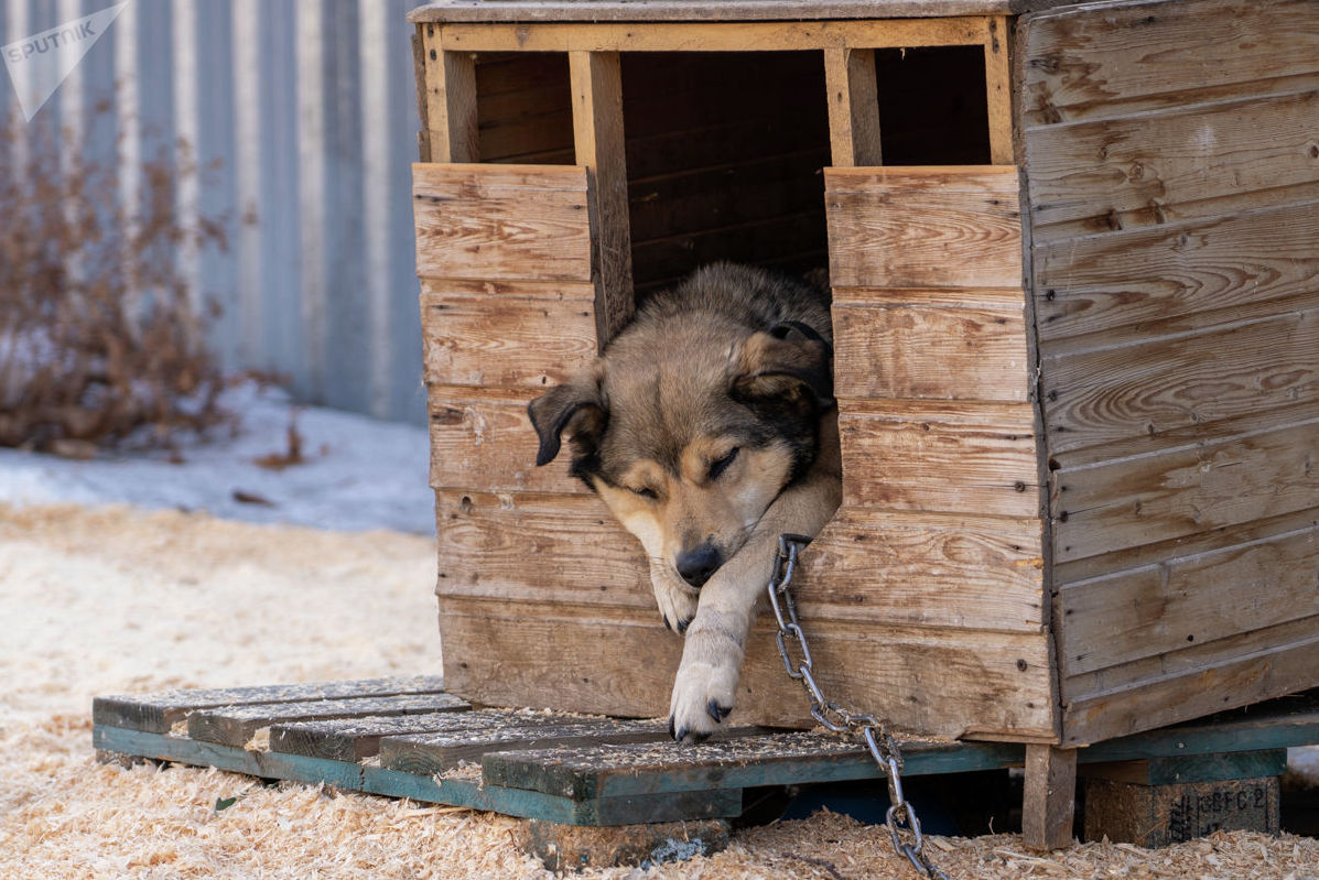 Спасенная от живодеров собака в реабилитационном центре приюта Белый Бим