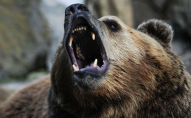 Бурый медведь 