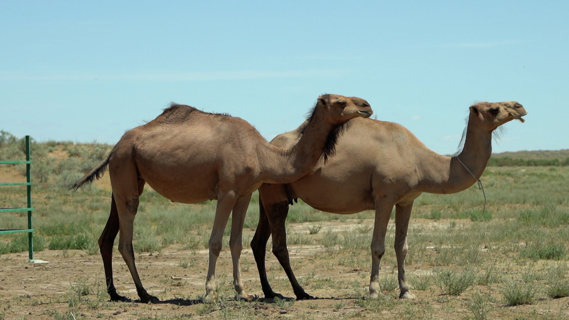 Верблюдицы в ожидании дневной дойки