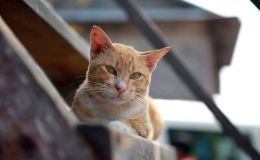 Кот на лестнице