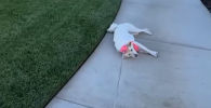 Рожденный ползать: хитрый пес нашел способ, как сберечь силы на прогулке - видео