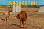 Корова у дороги рядом со стелой с надписью Казахстан