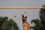 Полицейская собака участвует в конкурсах на празднике в Непале