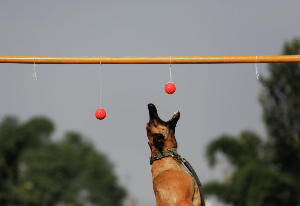 Полицейская собака участвует в конкурсах на празднике в Непале