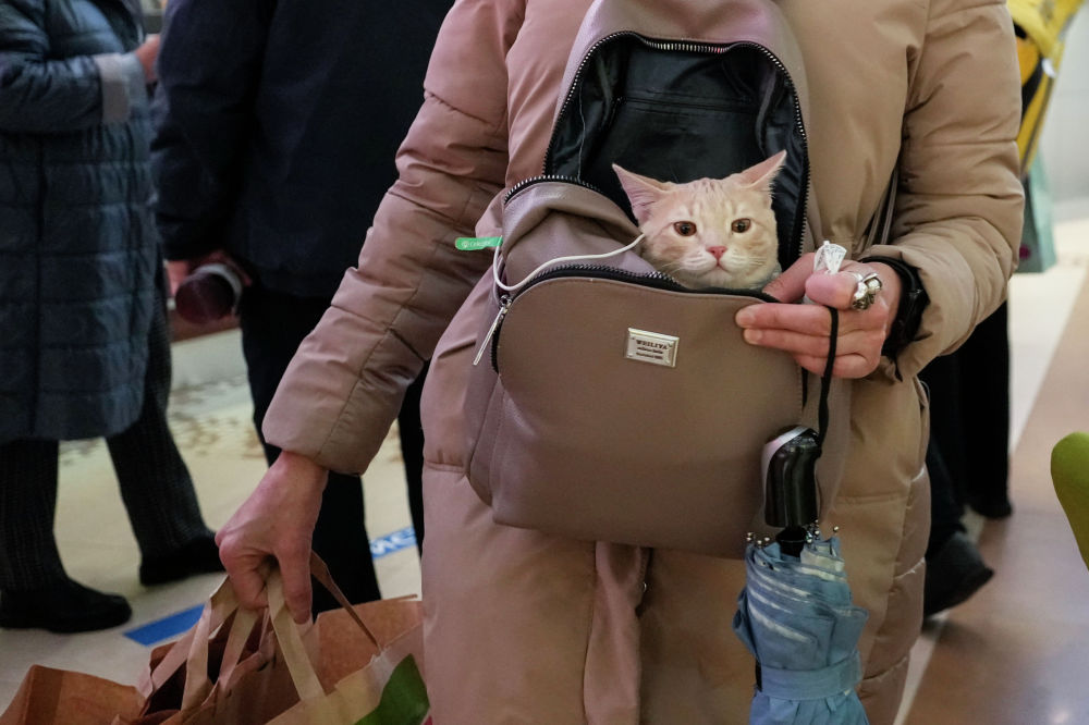 Женщина идет за покупками, неся кота в сумке