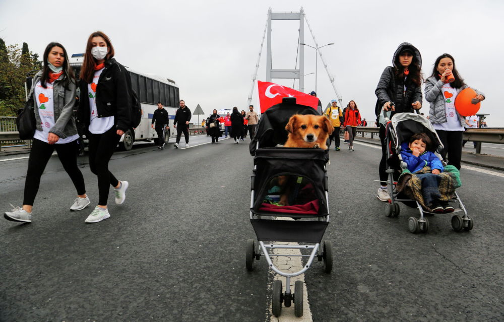 Домашний любимец в детской коляске на марафоне через Босфор в Стамбуле