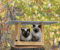 Кошка с котенком сидят в кормушке для птиц 