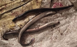 Краснокнижная минога