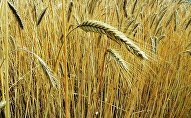 Пшеница Пшеница