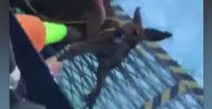 Рыбаки спасли тонущего в море кенгуру