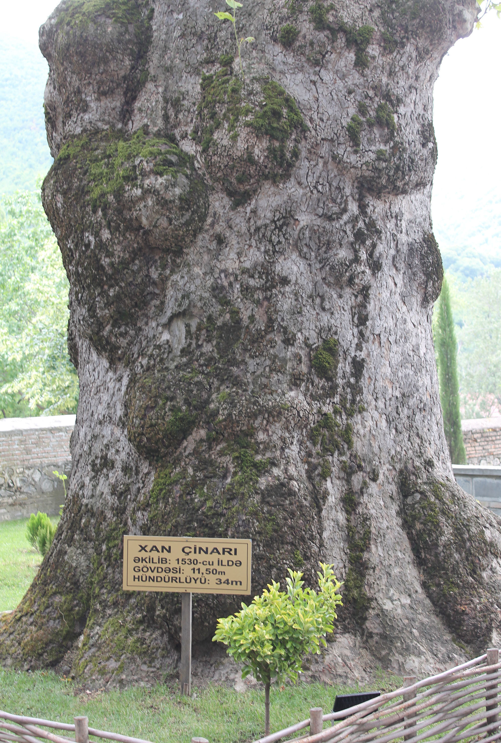 деревья азербайджана