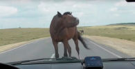 Лошадь приветствует водителей на дороге - видео