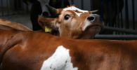 Коровы на ферме, архивное фото