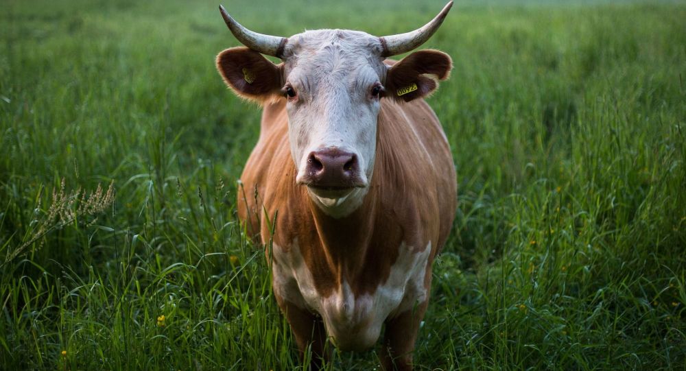 Корова, иллюстративное фото