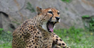 Гепард в зоопарке, архивное фото