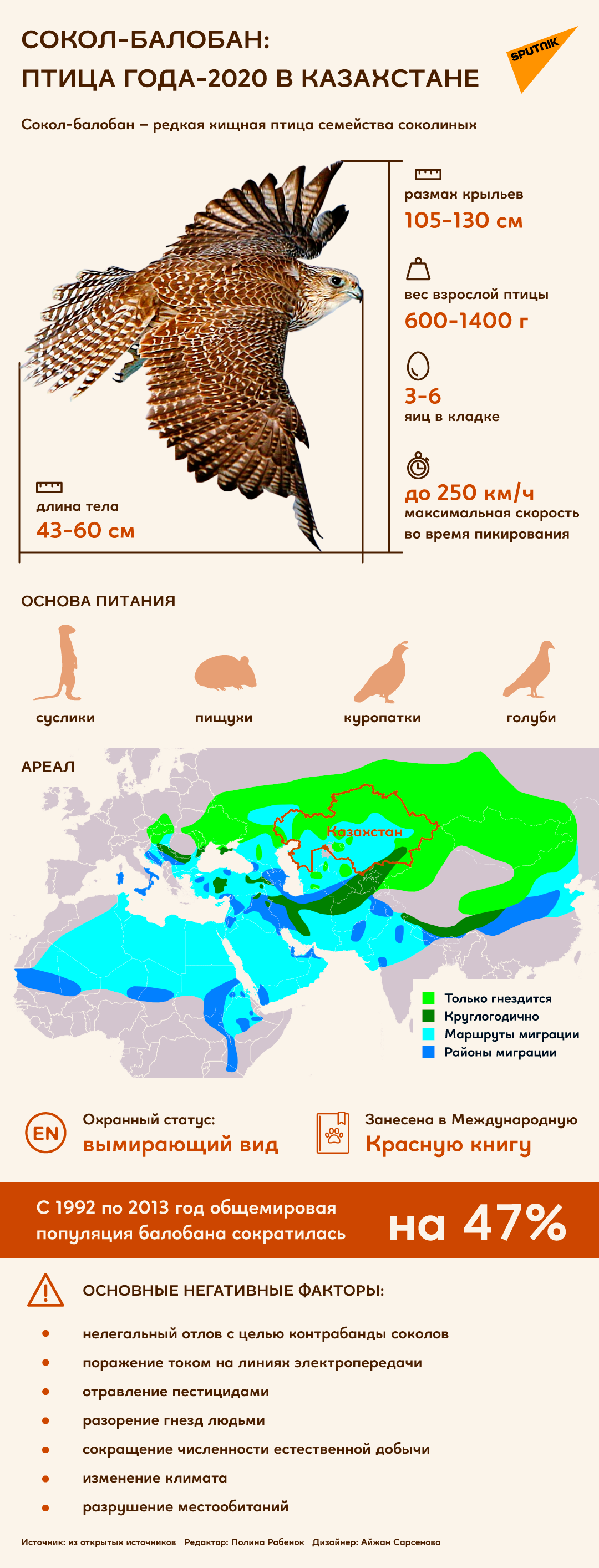 Сокол-балобан: птица 2020 года в Казахстане - Sputnik Казахстан