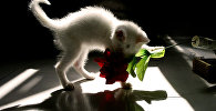 Кошка играет с искусственным цветком