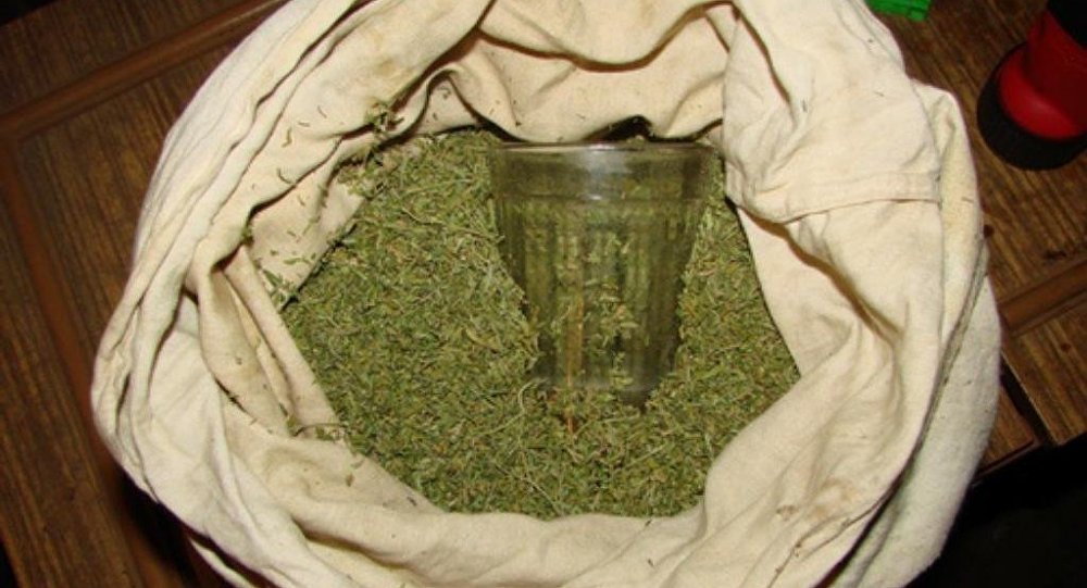 Алматы марихуану сорта лечебной марихуаны